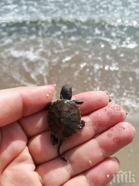 Рядка мини костенурка изплува на бургаски плаж