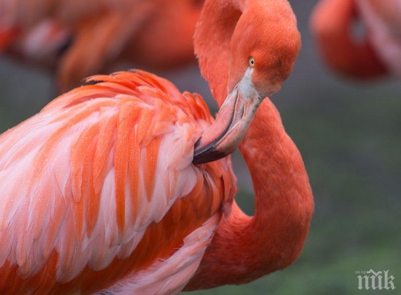 12 пиленца фламинго се излюпиха във Виена (ВИДЕО)