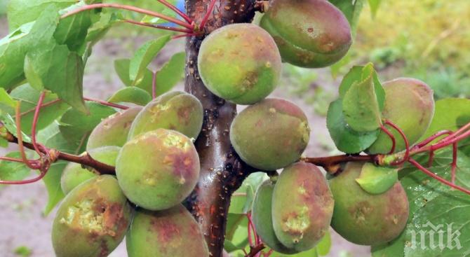 ОТ ГРАДУШКАТА: Кайсиите в Силистренско убити (СНИМКИ)