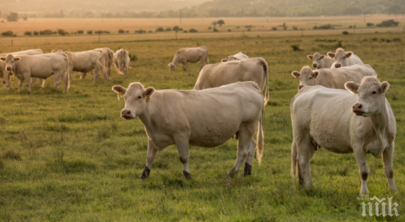 Преброяват домашните животни в страната