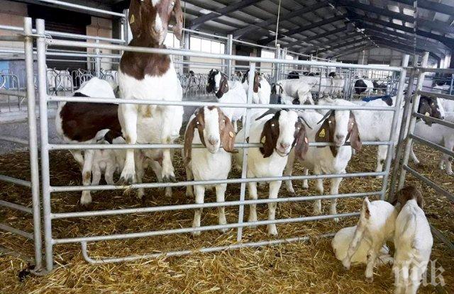 БУМ В ПЛОВДИВ: Наливат много пари в животновъдни ферми