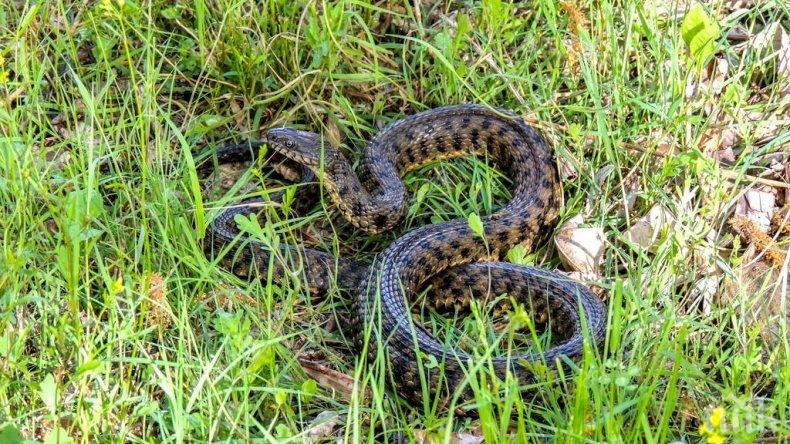 ПАНИКА В КОЗЛОДУЙ: Змии плъзнаха из парка на Дигата 