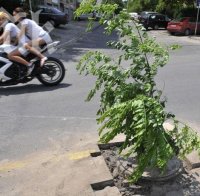 Клон бележи опасна дупка на хасковска улица (снимки) Клон бележи опасна дупка на хасковска улица (снимки)