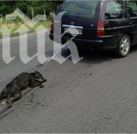 Внесоха обвинителния акт срещу изверга, влачил кучето си с кола