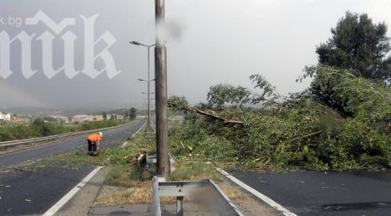 паднали дървета затвориха главен път благоевград