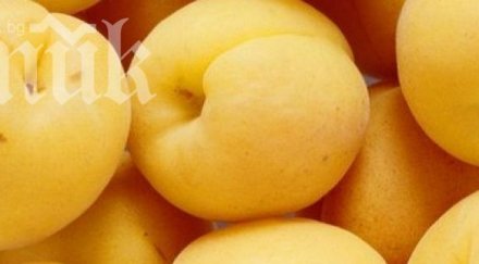 сто кайсиевата реколта силистренско унищожена дъждовете