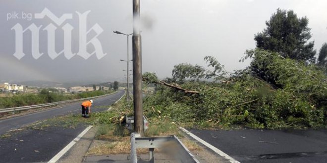 Паднали дървета затвориха главен път Е-79 край Благоевград