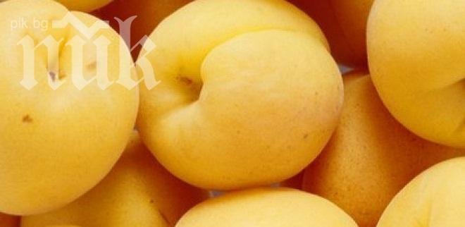 40 на сто от кайсиевата реколта в Силистренско унищожена от дъждовете