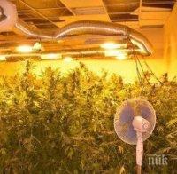 Разбиха лаборатория за канабис в Бургас