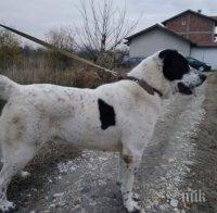 Огромен алабай се изгуби над родопското село Осиково