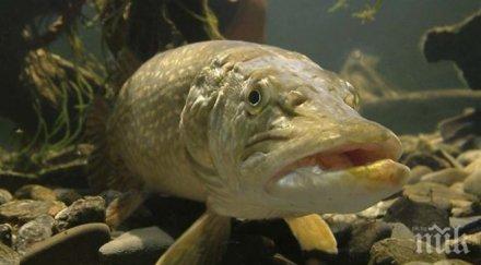 въдичар хвана риба златен пръстен корема предложи брак годеницата