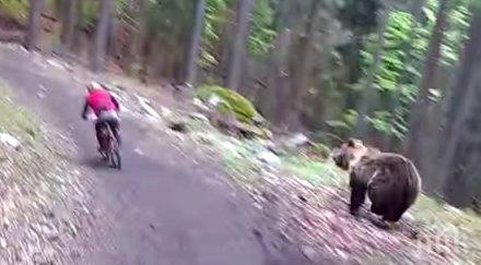 велосипедист оцеля цяла седмица сред вълци хранел корени