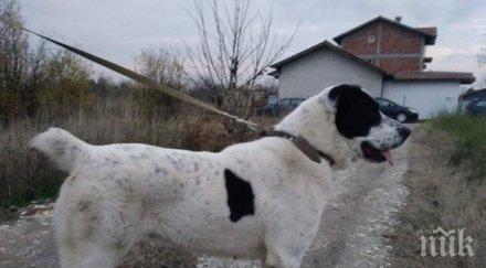огромен алабай изгуби родопското село осиково