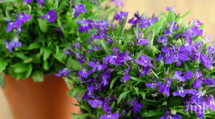 билката откаже тютюнопушенето