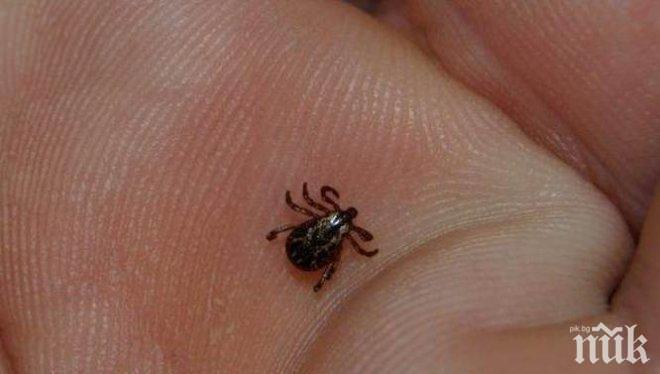 Лаймска болест порази две жени и двама мъже в област Монтана