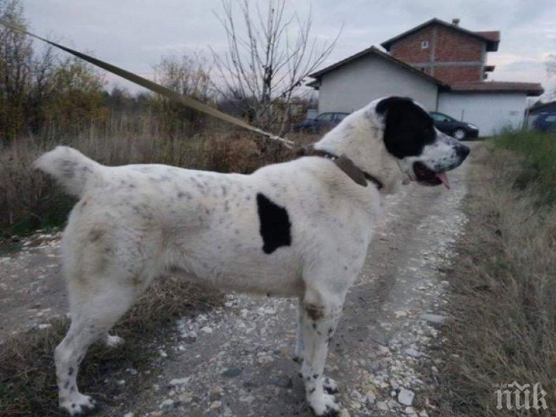 Огромен алабай се изгуби над родопското село Осиково