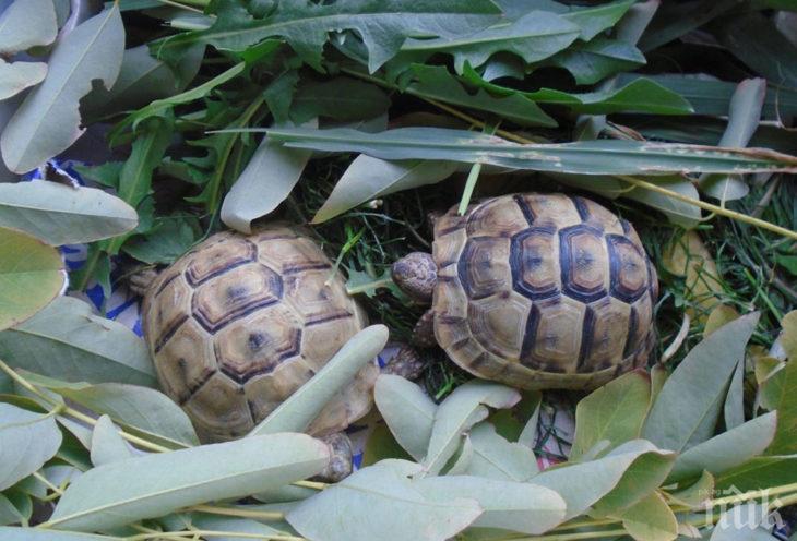 Ястие от морски костенурки уби девет души в Занзибар