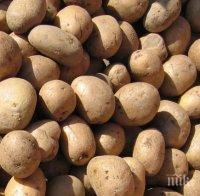 Картофите поскъпнаха със 100% за година