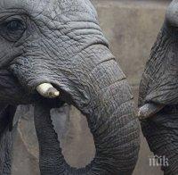 Зимбабве продава слонове на Китай и Дубай за милиони долари 