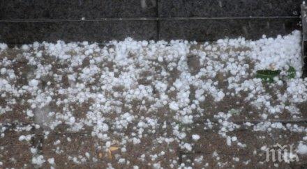 стихия жестока градушка смля свищовско ледените късове големи бобови зърна