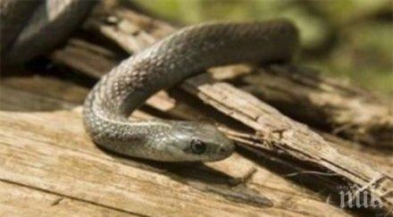 змия нападна ухапа млада майка докато разхожда бебето парк