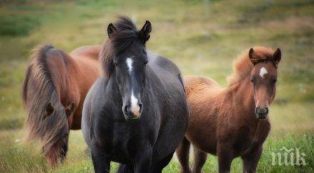 отложиха делото животновъда откритите мъртви коне осоговската планина