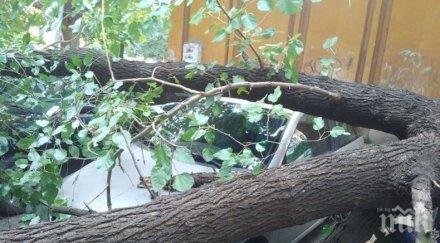 работник опасност живота дърво уби