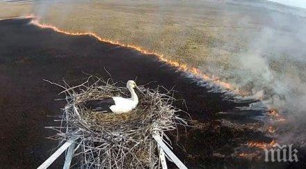 гнездо щъркели оцеля време голям пожар русия