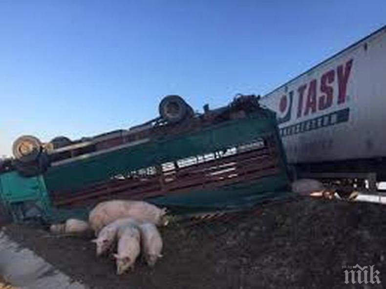 ВАЖНО ЗА ШОФЬОРИТЕ: Затвориха Ришкия проход заради обърнатия тир с прасета