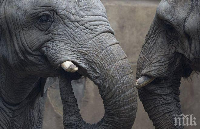 Зимбабве продава слонове на Китай и Дубай за милиони долари 