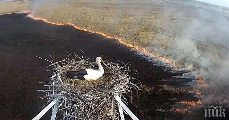 Гнездо с щъркели оцеля по време на голям пожар в Русия