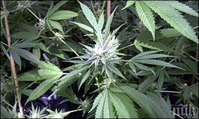 Полицията разби плантация с марихуана в Поморие, има арестуван