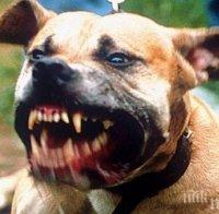 Кучета наръфаха до смърт българин в Малага