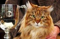 Котки си мерят красотата във Варна