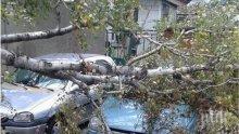 Дърво се стовари върху кола в Пловдив