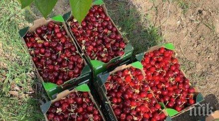 лошо реколтата череши наполовина малка