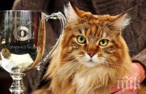 котки мерят красотата варна