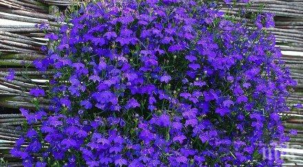 мислещата билка помогне