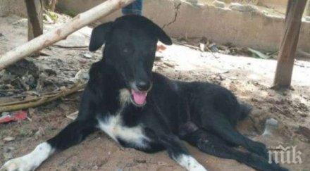 куче спаси погребано майка бебе снимки