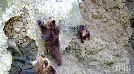 зоопаркът айтос радва поколения