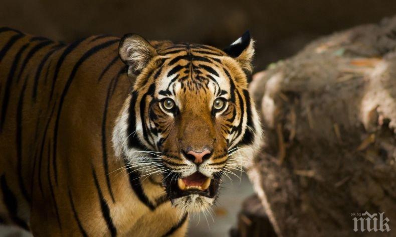 Брутално: Тигър разкъса работник в плантация в Индонезия. Ето на какъв ужас се натъкнаха близките на жертвата