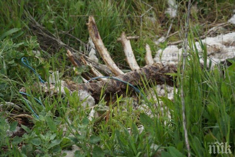 МОР В ДУПНИЦА: Оглозгани кости, кожи от умрели животни, изхвърлени на пътя, сеят зарази