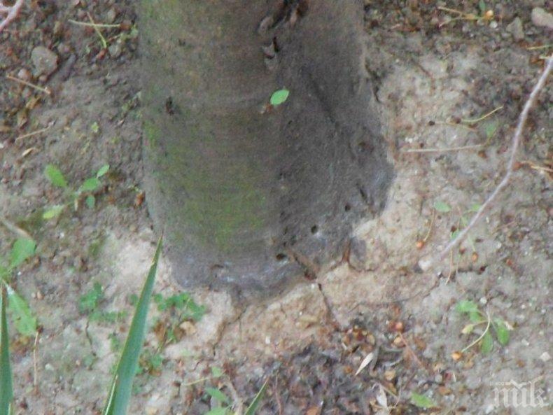 Вандали пробиха с бормашина плодно дърво в Пловдив (СНИМКИ)
