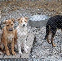 Жители на радомирско село излязоха на протест срещу съседка с 40 кучета