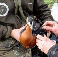 Златна гъска храни „еколозите“
