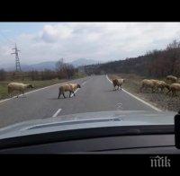 Стадо овце сблъска камион и цистерна на кръгово кръстовище