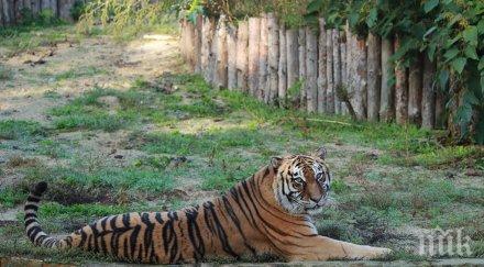 свободен вход столичния зоопарк празника