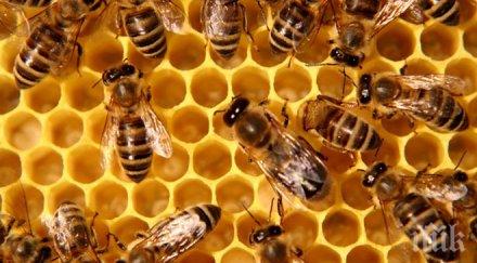 испанци невероятна находка стената спалнята