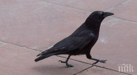 напаст московчани пропищяха агресивни гарвани