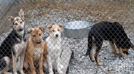 жители радомирско село излязоха протест съседка кучета